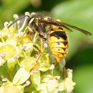 Bees & Swarms – Devon Beekeepers' Association